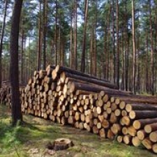 Zakład Usług Leśnych Małgorzata Kaźmierczak