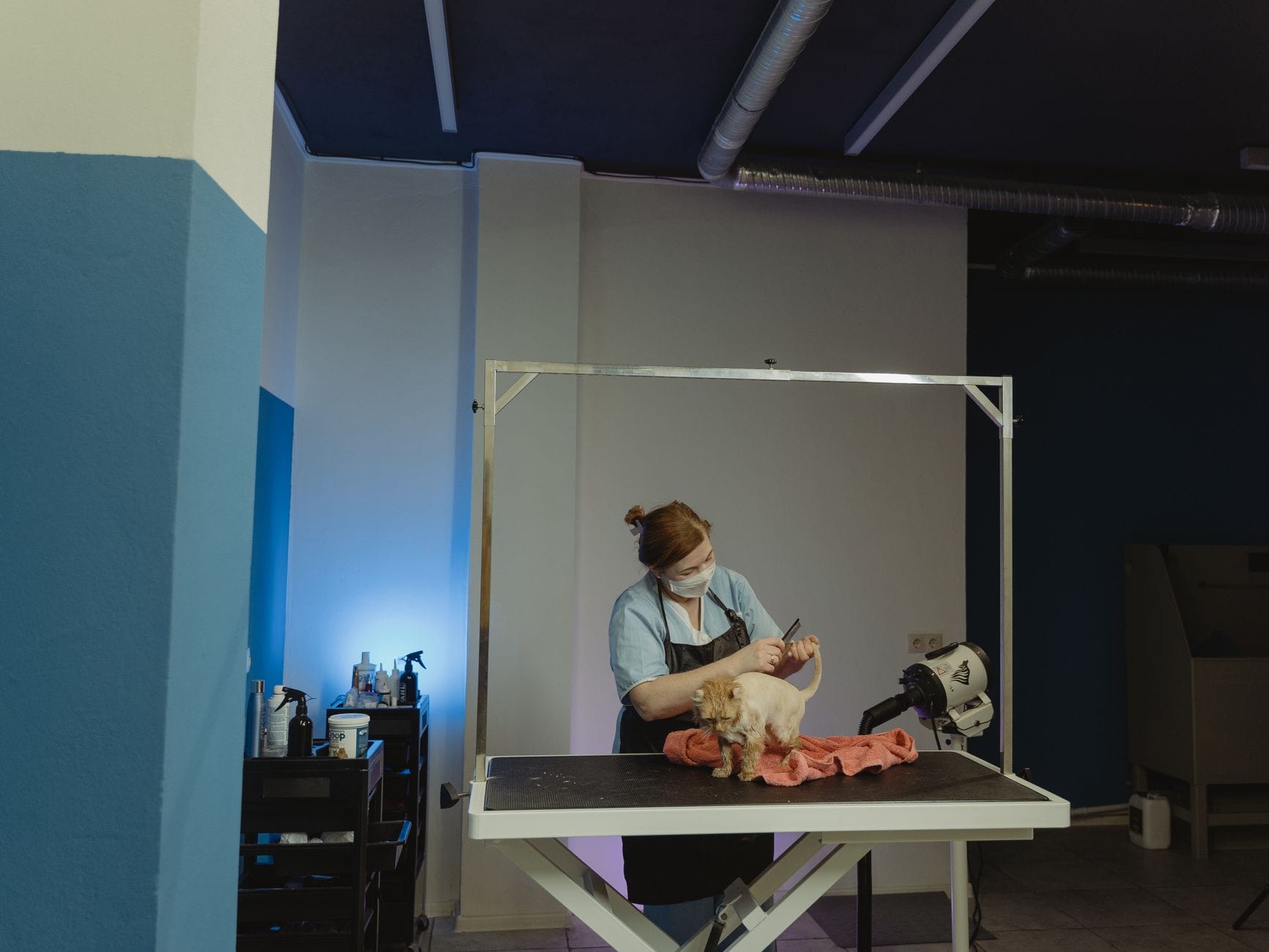 Groomer przycina sierść psa na stole w profesjonalnym salonie