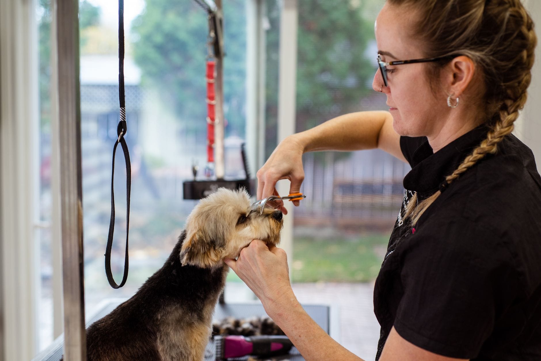Groomer przycina sierść psa w jasnym mobilnym salonie groomerskim