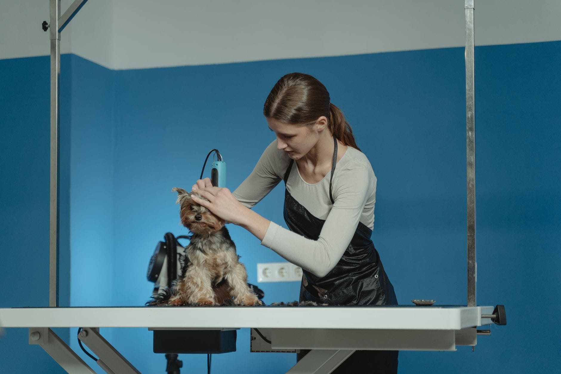 Historia mobilnego groomera psów, który cały grafik zapełnił rezerwacjami z internetu Groomer strzyże psa rasy yorkshire terrier w salonie groomerskim